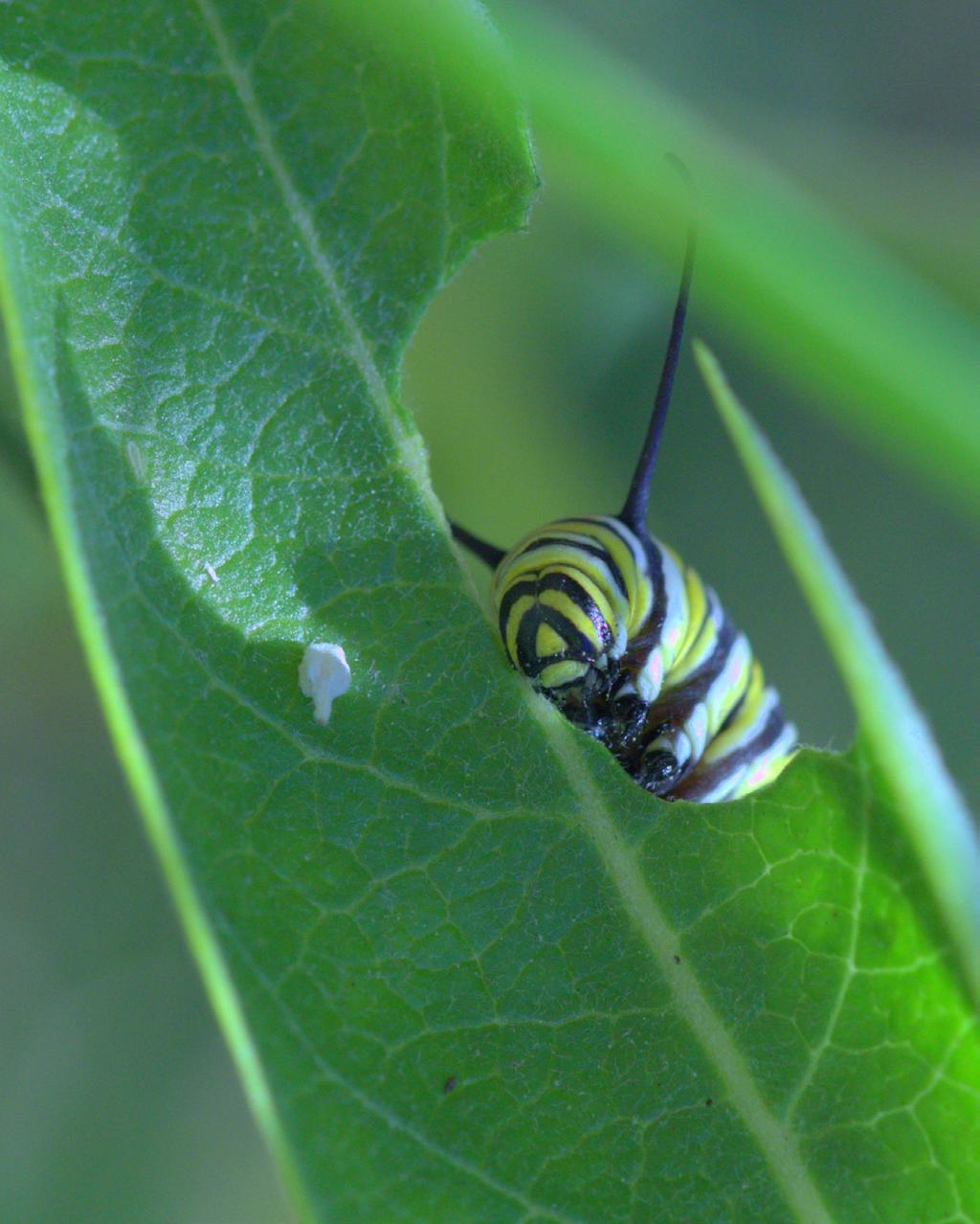 A fifth instar eats the leaf of a