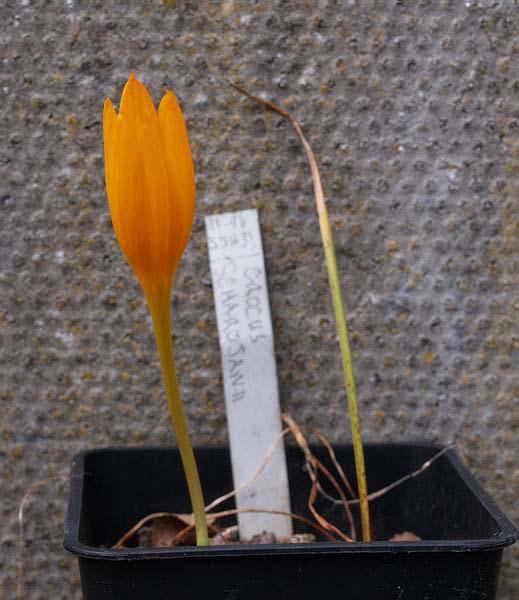 Crocus scharojanii Crocus scharojanii is one of those frustrating beauties that has so far proved very difficult to keep and flower in cultivation.