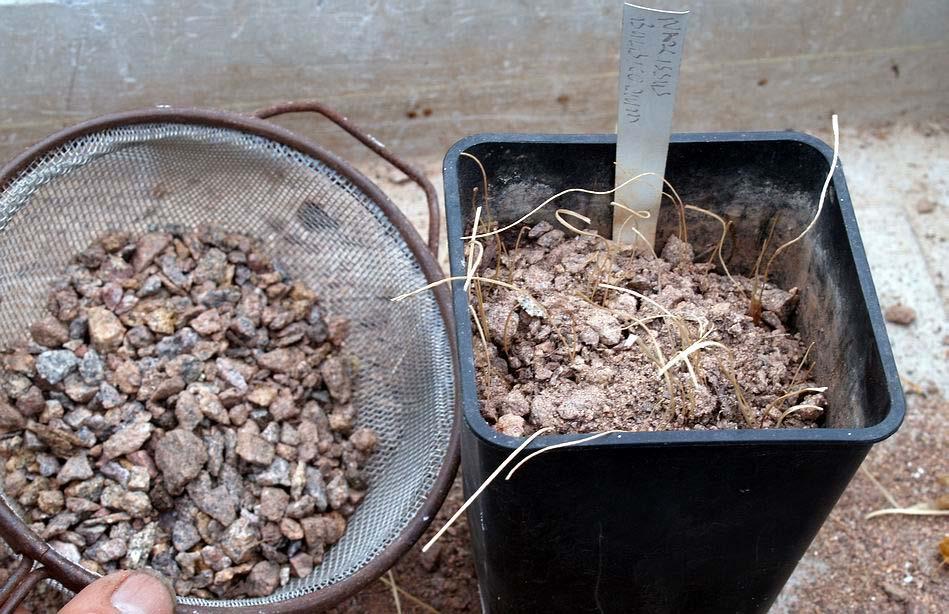 Next I knock off the gravel top layer into a sieve. Then I knock off the compost down to the top of the bulbs.