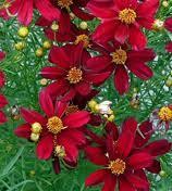 blooming); Introduced in 1883 in France; FINAL quantity Coreopsis 'Bengal Tiger' (Tickseed) 8 1-Quart Pot $12.
