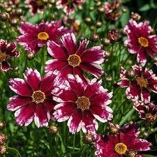 grow; Species is native to North America; Coreopsis 'Imperial Sun' (Tickseed) 5 1-Quart Pot $10.