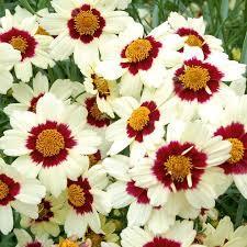 North America; SPECIAL Coreopsis 'Red Satin' (Tickseed) 10 1-Quart Pot $12.