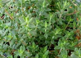 $8); French Thyme (herb) 4 1-Quart Pot $6.