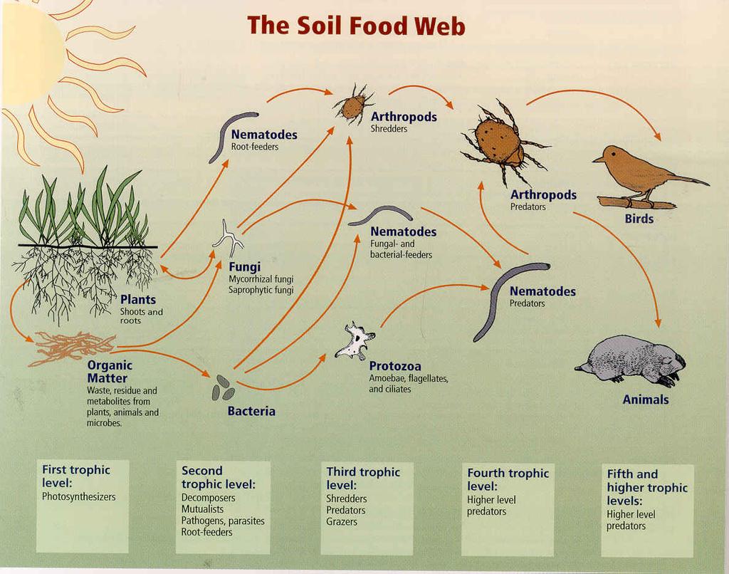 Soil is the most species-rich