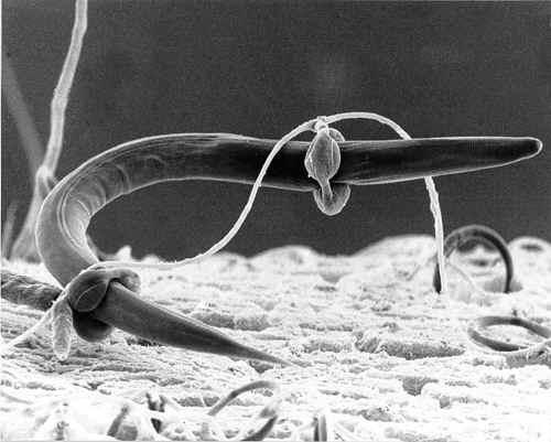 Nematode captured by the constricting rings