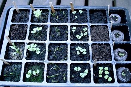 13 Planting seeds [Demo] Same plants, same tray More than one seed per cell plant