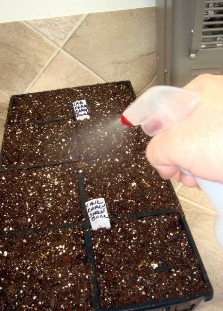 13 Watering seeds [Demo] When planting seeds By wetting planting medium ( moist cake consistency) After seeds are planted Spraying or