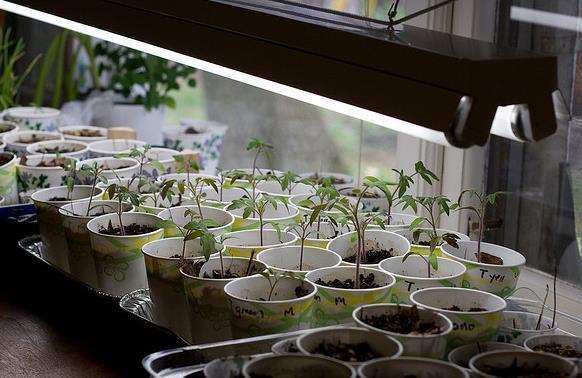 16 Leggy Seedlings Prevent or minimize by: When using grow lights: