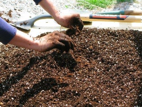 5 What you need: Soil Soilless medium Purchase Seed starting mix
