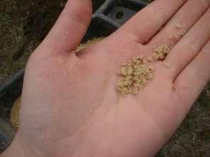 Fertilizer Amount for 100 sq ft Rain Garden 1 cubic yard 1 cubic yard Follow Soil Test