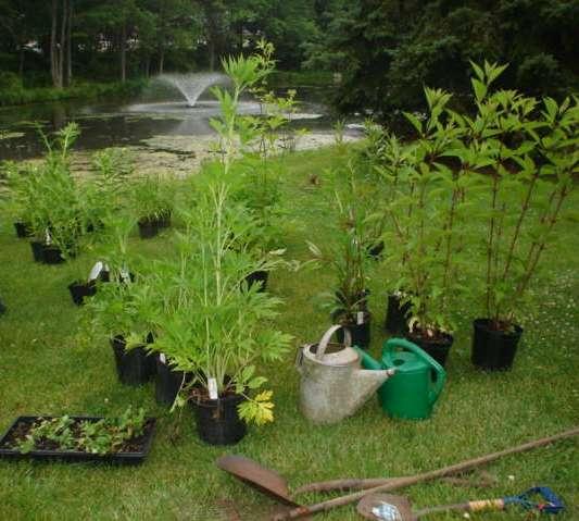 Determine Plant Quantity Approximate Amount of Plants Based on Future Mature Size Size of Rain Garden Approximate Amount of Plants 100 square feet 1