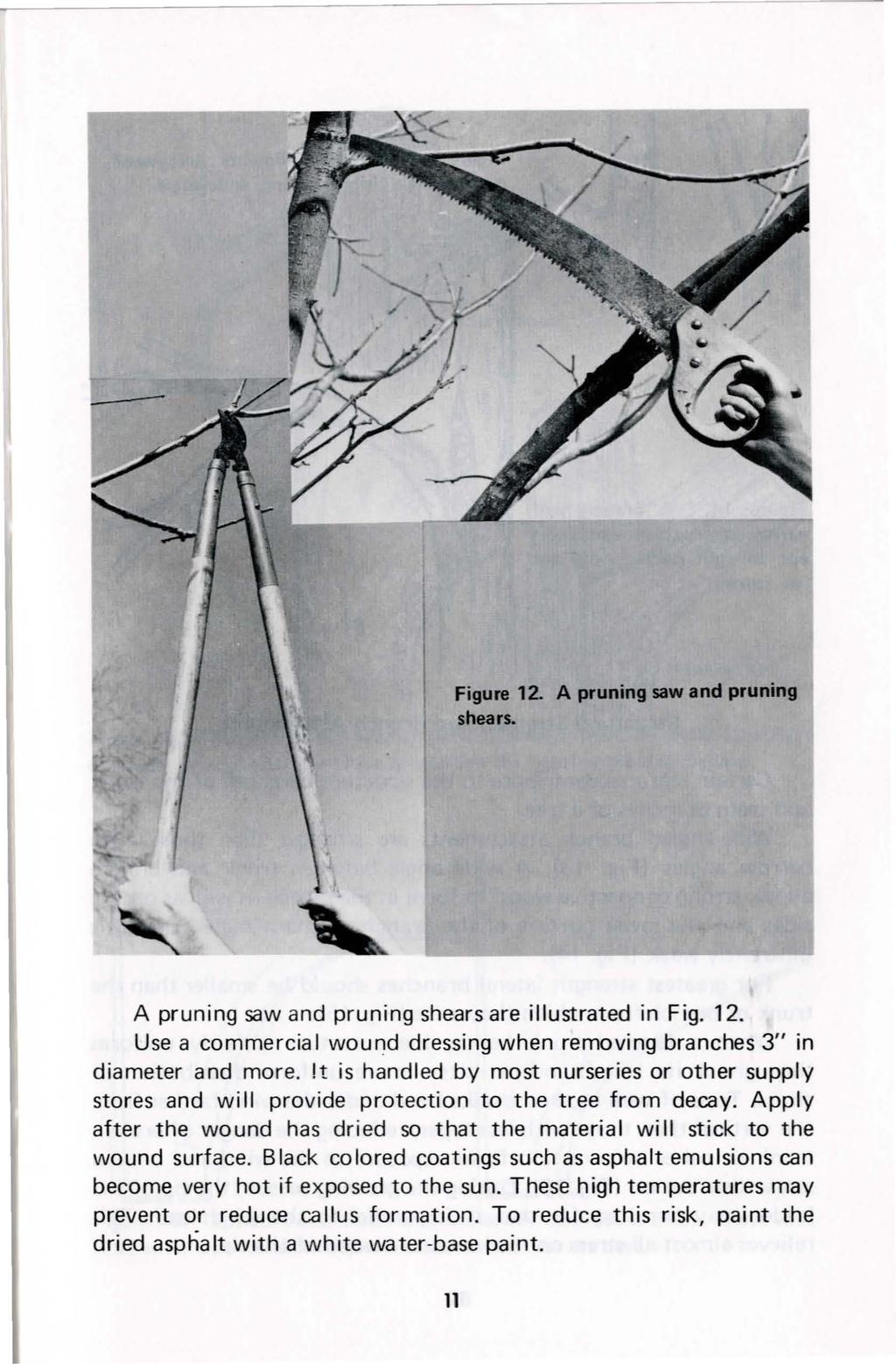 Figure 12.. A pruning saw and pruning shears. A pruning saw and pruning shears are illustrated in Fig. 12. Use a commercial wound dressing when removing branches 3" in diameter and more.