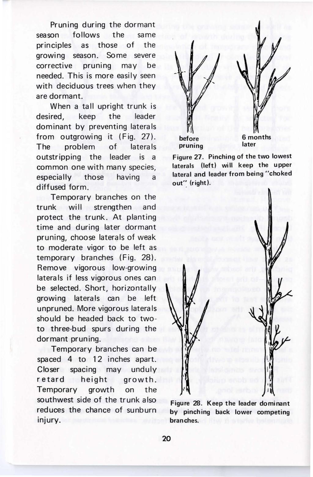 Pruning during the dormant season follows the same principles as those of the growing season. So me severe corrective pruning may be needed.