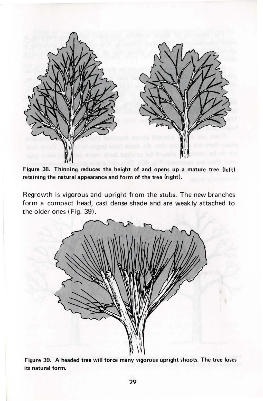 Figure 38. Thinning reduces the height of and opens up a mature tree (left) retaining the natural appearance and form of the tree (right). Regrowth is vigorous and upright from the stubs.
