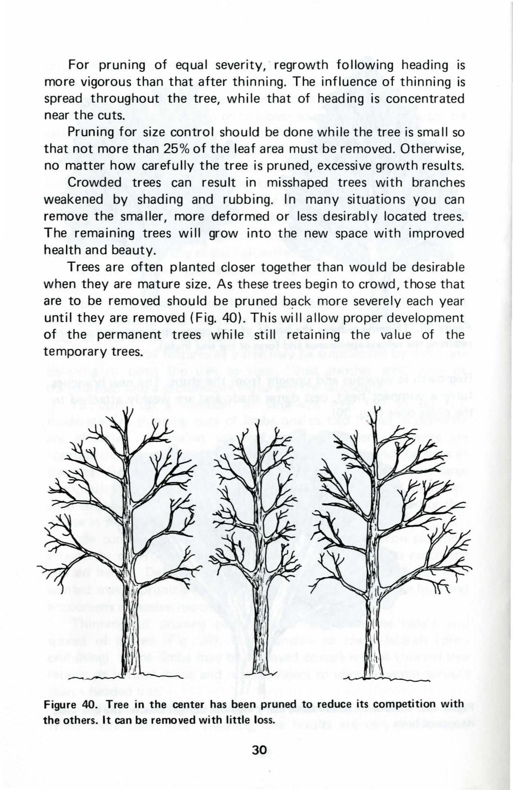For pruning of equal severity, regrowth following heading is more vigorous than that after thinning.