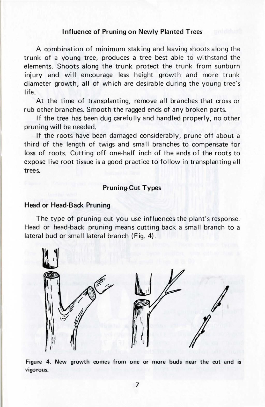 nfluence of Pruning on Newly Planted Trees A combination of minimum staking and leaving shoots along the trunk of a young tree, produces a tree best abl e to withstand the elements.