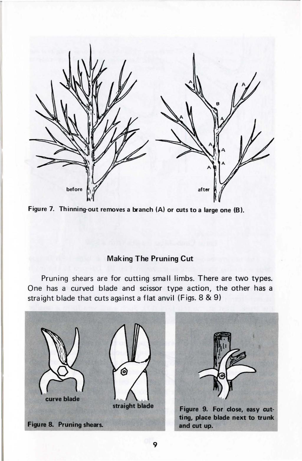 Figure 7. Thinning-out removes a branch (A) or cuts to a large one (B). Making The Pruning Cut Pruning shears are for cutting small limbs. There are two types.