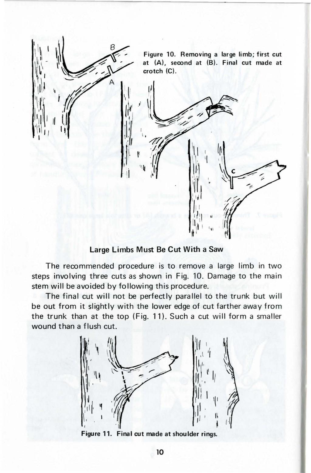 Figure 10. Removin9 a large limb; first cut at (A), second at (B). Final cut made at crotch (C). lj ''
