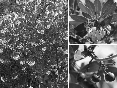 Manzanita  densiflora