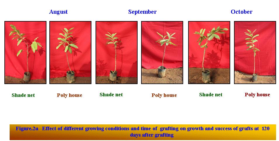 Fig.2a Success of grafts at