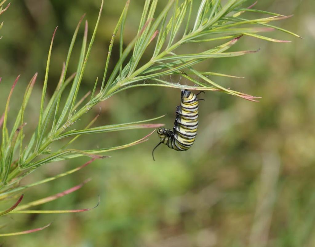 The Naturalist News Planting with a Purpose The Story behind the Monarch Butterfly & Milkweed - by Stanley Stine September 22, 2015 - Over the last couple of years, national attention has been