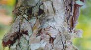 insects shelter in bark crevices Cover