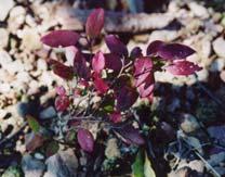 huckleberry can grow on the poorest soil, in sun or