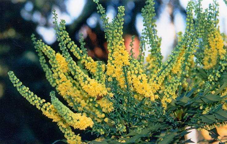 EXERCISE 4. 4 Mahonia 'Charity' is an evergreen spiny shrub, which grows to around 2.4 metres in diameter.