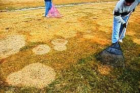 There are no turfgrass species that are completely resistant to these snow mold fungi but some turf are less susceptible than others.
