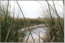 material to promote estuarine wetland development Investigated success/ lessons learned from SF Bay