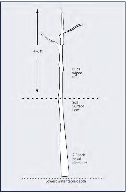 Un-rooted tree stems (poles) planted in direct contact with the