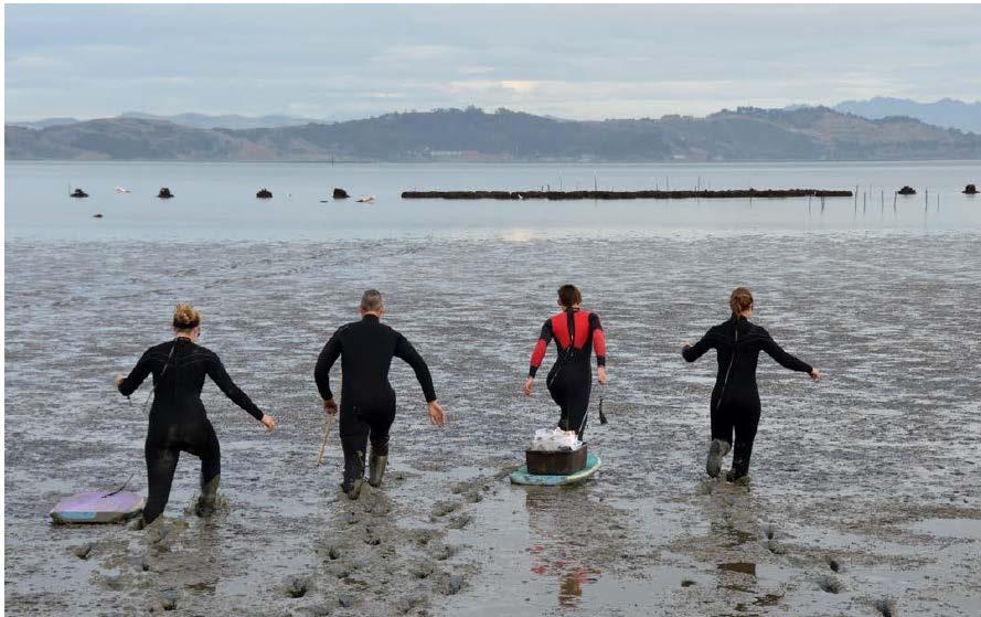 Financing Natural Infrastructure: Opportunities Eelgrass and Oyster Reef Restoration