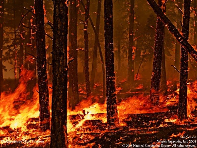 Benefitting from Shock? "Small forest fires periodically cleanse the system of the most flammable material, so this does not have the opportunity to accumulate.