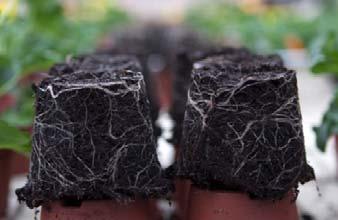 Fire Burst where 80 85% of the roots were positioned in the lower part of the pot (Figure 4 and
