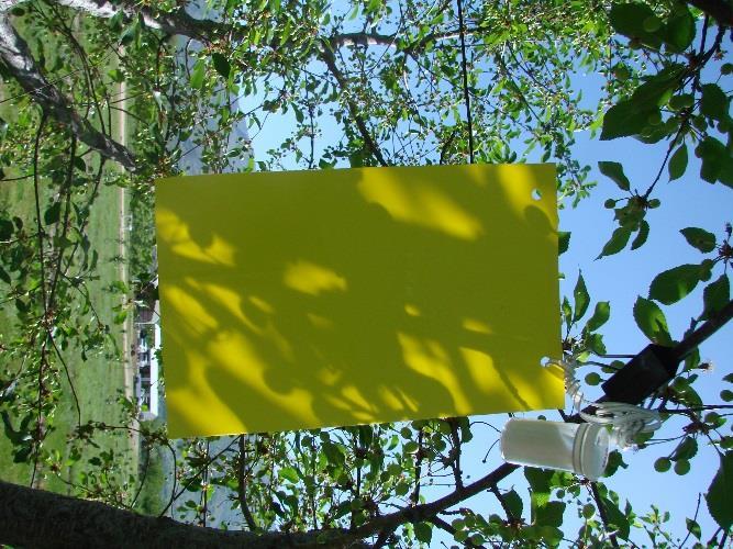 Translucent No-mess adhesive Yellow Sticky Strip Bright yellow