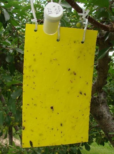 Yellow Sticky Trap Comparison Study 2015 Evaluated plastic
