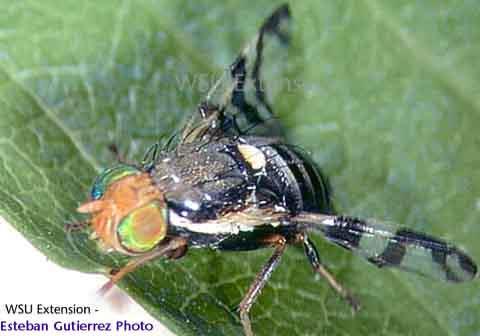 Cherry Fruit Fly Control the Challenges Primary sources of CFF: 1.