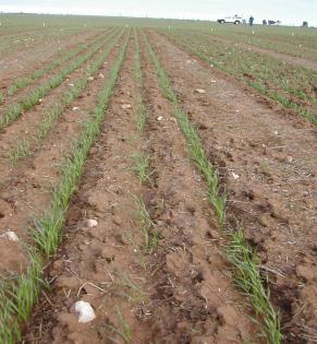 Extent of Krichauff wheat damage by seed row (p/m² loss) No soil throw (rear of seeder) + soil throw (front of seeder) trifluralin 480 herbicide rate 1.3 l/ha 2 l/ha 1.