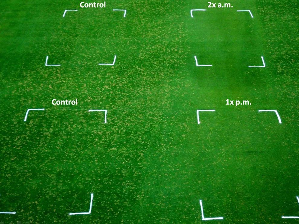 Drag, roll, or mow the turf in the early morning hours. Research has shown that removing dew can reduce dollar spot infection.