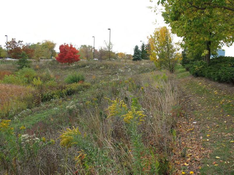 Prairie restoration at detention pond (Fall 2012): though an artificial