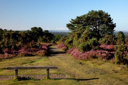 Natural Environment and Wildlife The more elevated areas of land in and around Haslemere (Thursley, Hankley and Frensham Commons, Devil s P u n c h b o w l e t c.