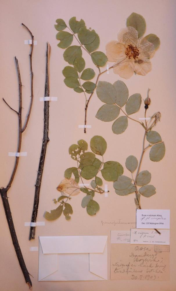 During the inventory, POM found many Gallicas, in several cases with a documented history from the time before 1900. 44 cultivars are preserved in the Swedish gene bank.