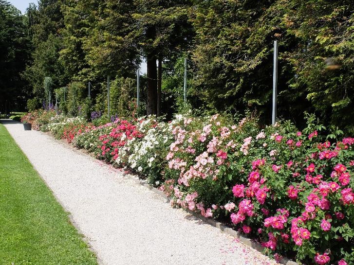 3 form Austria and 5 from other states in the region. 28 % of the CEE cultivars belong to hybrid teas, 21% to climbers, 20 % to shrub roses and 14 % to floribundas.