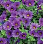 Calibrachoa look like a miniature petunia, and they flower nonstop from