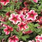 Calibrachoa can tolerate frosts and thrive in full sun or in partial