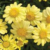 single or double, daisy-like flowers, which are complimented by the