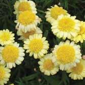 The Sassy Argyranthemum is both beautiful and resilient with a naturally