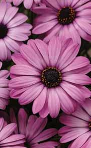 Osteospermum Afrikaans the Afrikaans are low growing and very compact and easy to grow, staying
