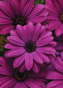 They don t become tall and scraggly like other traditional Osteospermum varieties, making them the