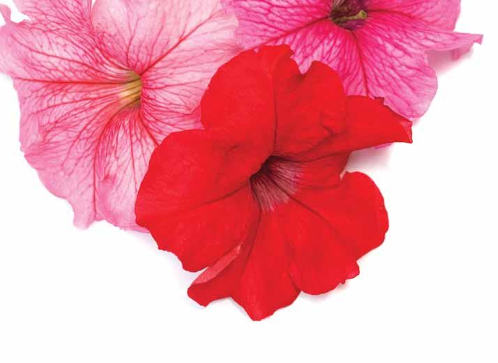 Petunia Welcome to the 2016 breeding season of the Oderings perennial petunia collection.